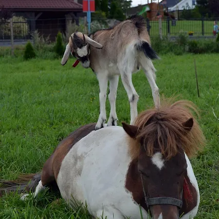 Agro Nad Stawem Bauernhof