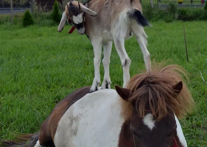 Agro Nad Stawem Feriegård